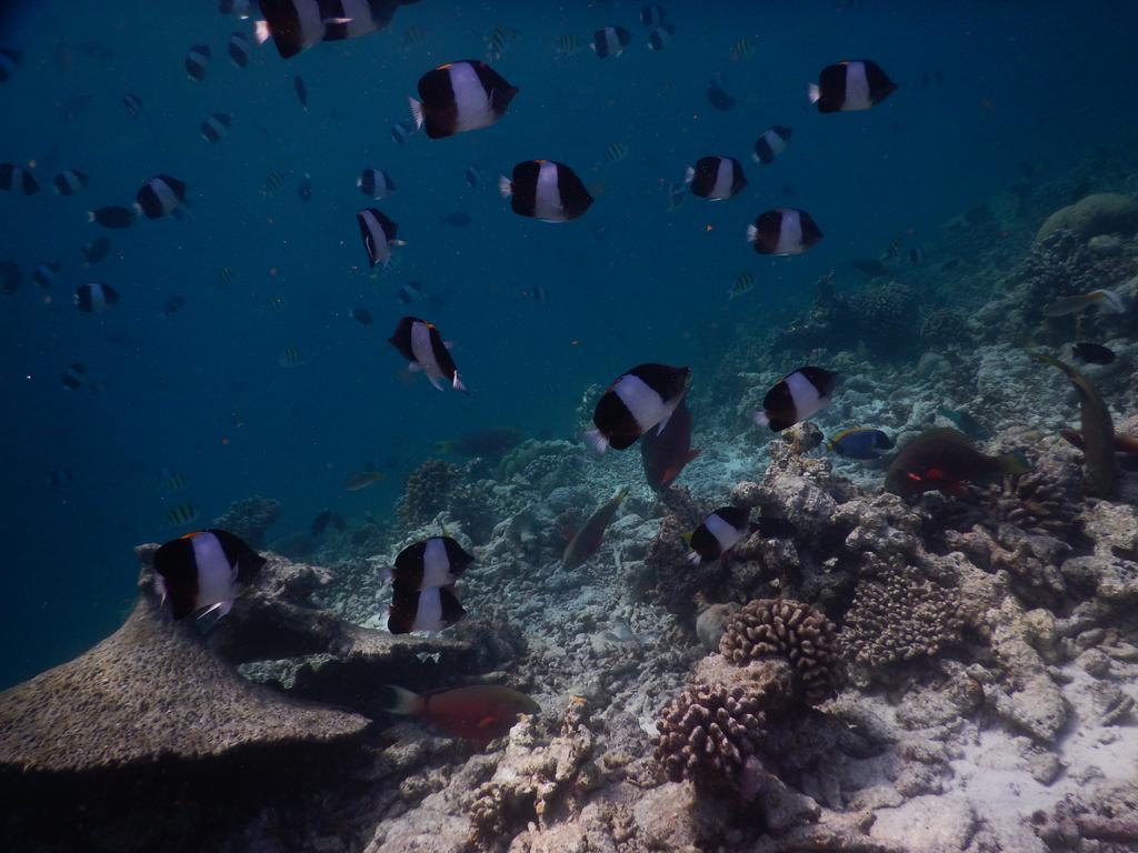 Rasdhoo Coralville Екстериор снимка