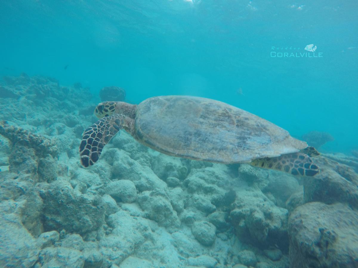 Rasdhoo Coralville Екстериор снимка